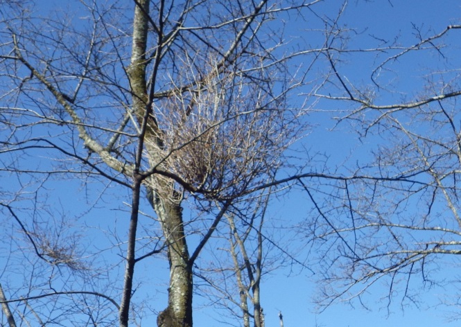 天狗巣病にかかった桜の枝