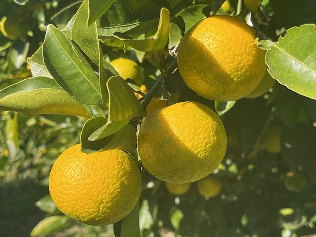 小鹿野町のかぼす