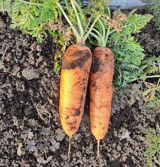 畑でとれたにんじんが二本並んでいる