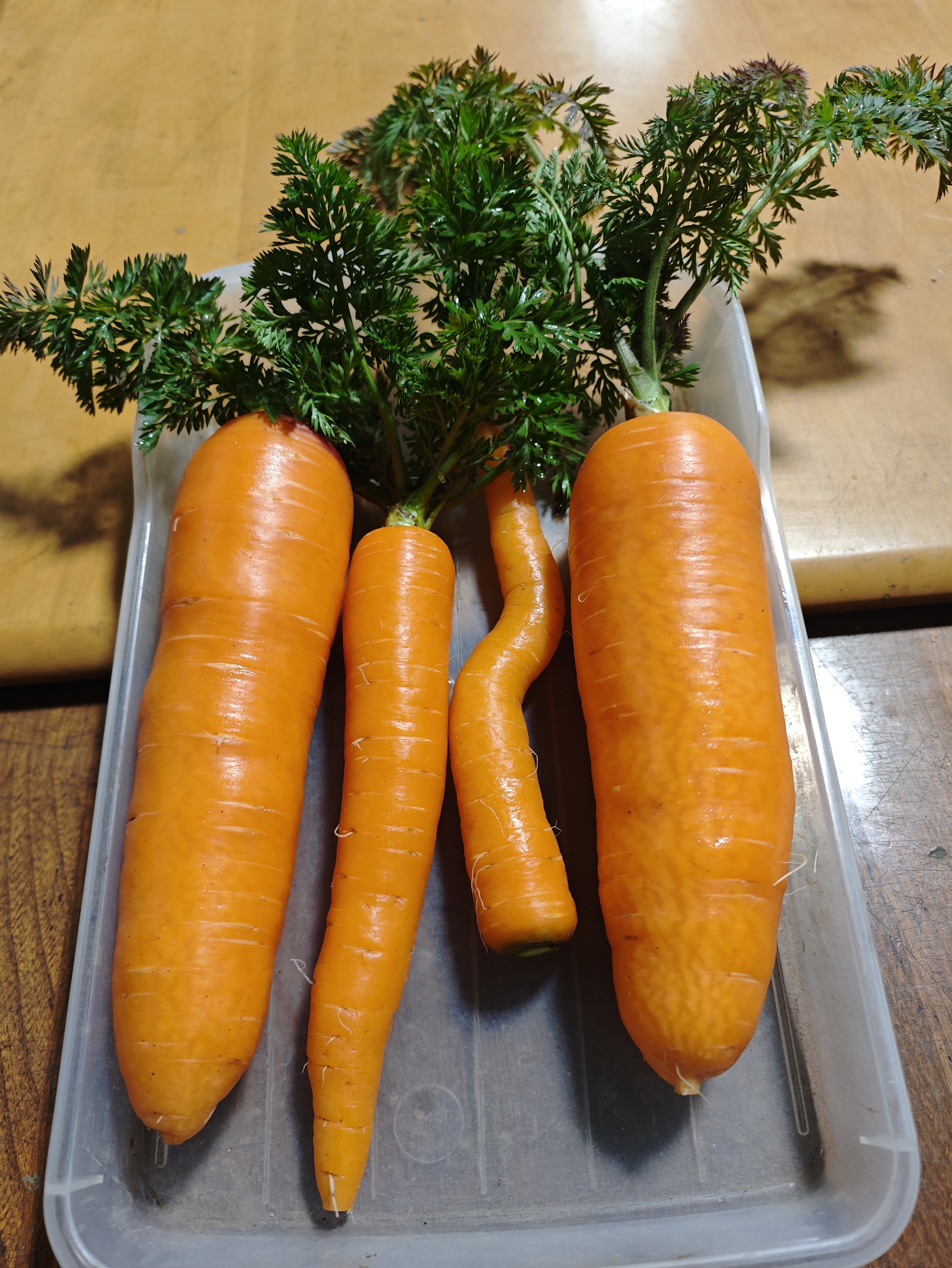 にんじんを洗ってトレイに乗せている様子