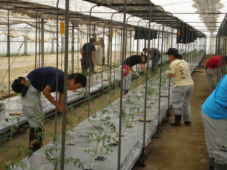 施設野菜実習