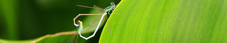 佐藤清様の作品「小さなハート」