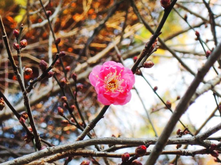 29年12月23日の紅梅