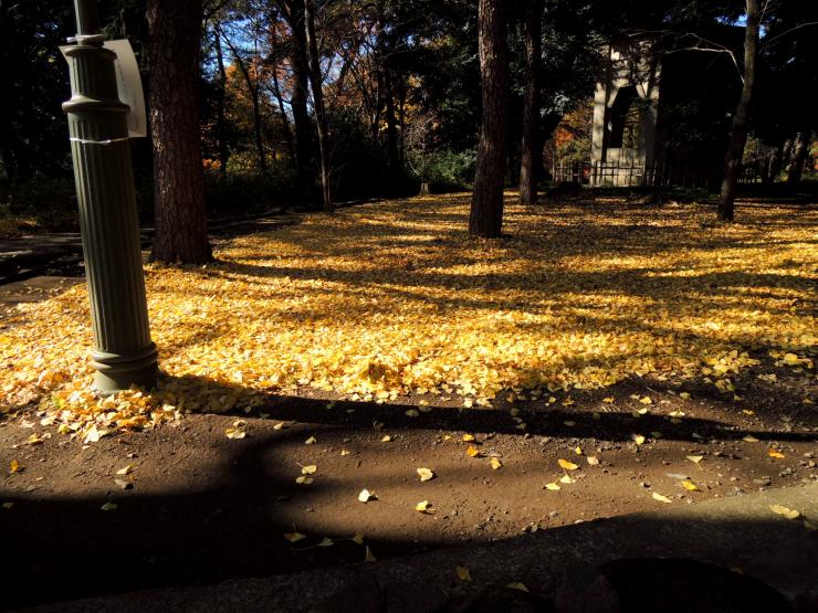 29年12月2日の紅葉状況