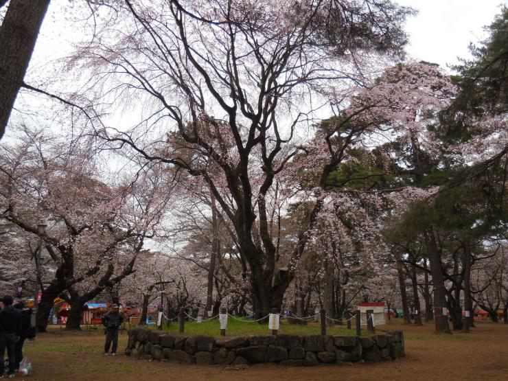 28年3月28日の桜