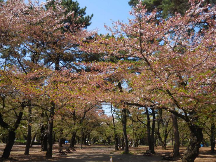 28年4月11日の桜