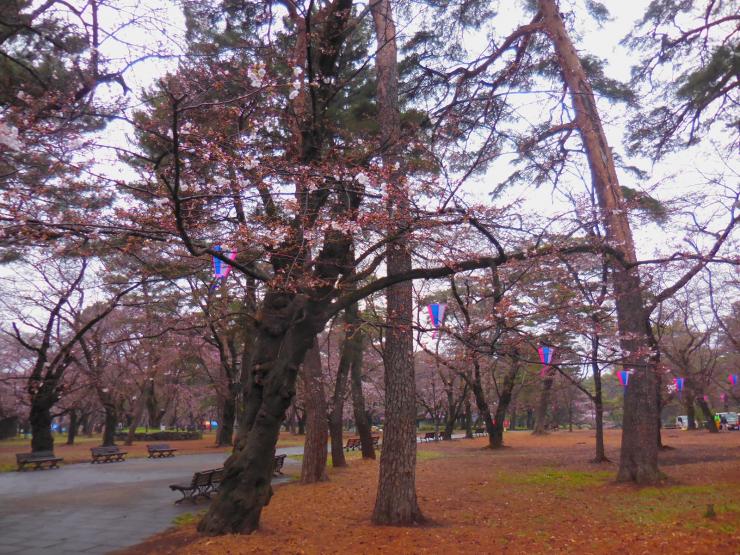 28年3月24日の桜