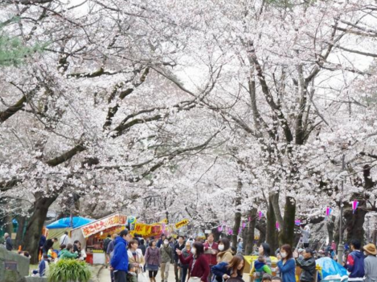 28年3月27日の桜