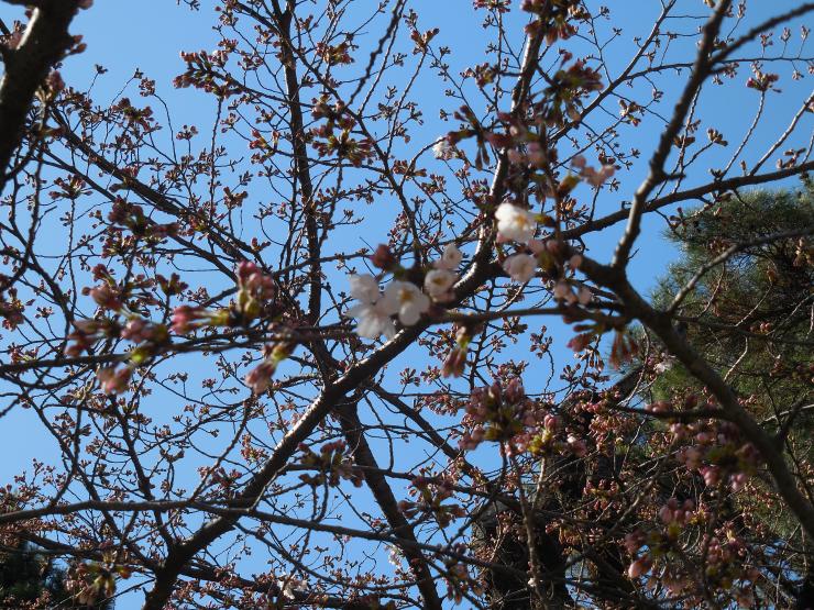 27年3月27日の桜