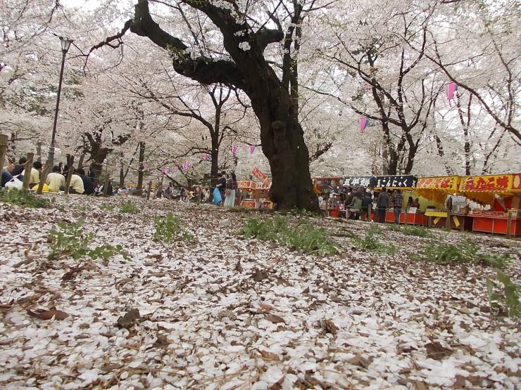 27年4月3日の桜