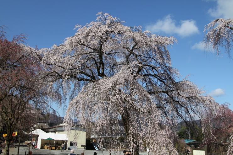 しだれ桜1