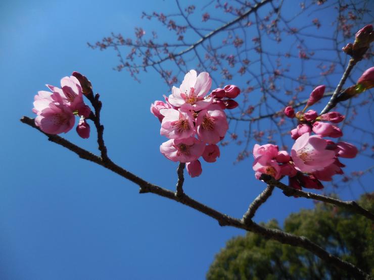 29年3月17日のミヤビザクラ